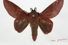 Afrocesa schultzei