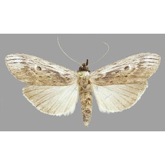 /filer/webapps/moths/media/images/D/discomma_Postscrancia_AF_RMCA.jpg