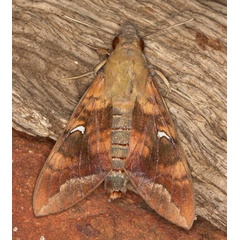 /filer/webapps/moths/media/images/C/comma_Nephele_A_Heyns_01.jpg