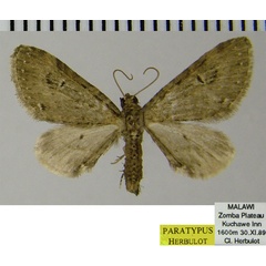 /filer/webapps/moths/media/images/M/montavoni_Eupithecia_PTF_ZSM.jpg