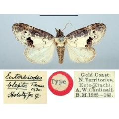 /filer/webapps/moths/media/images/B/blepta_Euterpiodes_HT_BMNH.jpg