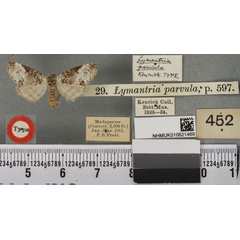 /filer/webapps/moths/media/images/P/parvula_Lymantria_HT_BMNHa.jpg