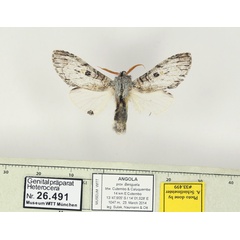 /filer/webapps/moths/media/images/O/orestes-Afroplitis-W26491-33499-Angola_cmFEcEs.jpg