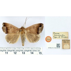 /filer/webapps/moths/media/images/R/recurvata_Anua_HT_BMNH.jpg