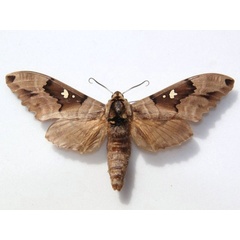 /filer/webapps/moths/media/images/D/dumolinii_Lophostethus_A_Goff.jpg