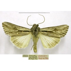 /filer/webapps/moths/media/images/N/nigrosignata_Centrartha_PTM_TMSA.jpg