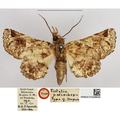 /filer/webapps/moths/media/images/P/poliochroa_Eutelia_HT_NHMUK.jpg