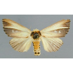 /filer/webapps/moths/media/images/A/anodonta_Antheua_A_RMCA_02.jpg