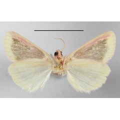 /filer/webapps/moths/media/images/L/leucosticta_Timora_A_MGCLb_02.JPG