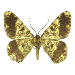 /filer/webapps/moths/media/images/O/ochsei_Afroracotis_PTM_ANHRTb.jpg