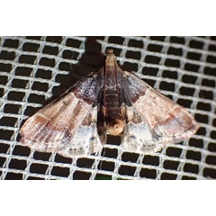 /filer/webapps/moths/media/images/P/pictalis_Pyralis_A_Bippus.jpg