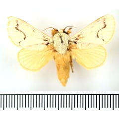/filer/webapps/moths/media/images/P/pallida_Parasa_AM_BMNH_02.jpg