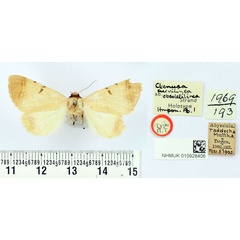 /filer/webapps/moths/media/images/O/obsoletilinea_Ctenusa_HT_BMNH.jpg