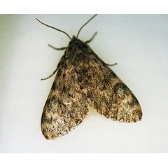 /filer/webapps/moths/media/images/S/strigosus_Paramaenas_A_Roland_01.jpg