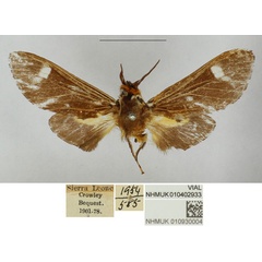 /filer/webapps/moths/media/images/K/kambama_Casphalia_PTM_NHMUK.jpg