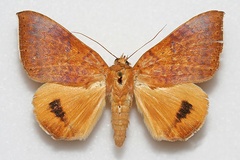 Achaea klugii