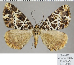 /filer/webapps/moths/media/images/C/clathrata_Xylopteryx_AF_ZSM.jpg