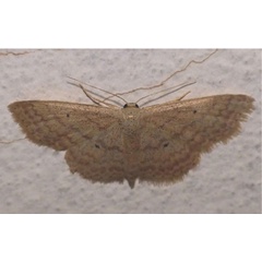 /filer/webapps/moths/media/images/M/minorata_Scopula_A_Glibert.jpg