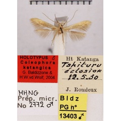 /filer/webapps/moths/media/images/K/katangica_Coleophora_HT_MHNG.jpg