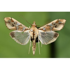 /filer/webapps/moths/media/images/M/margaritis_Terastia_A_Butler.jpg