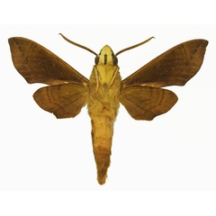 /filer/webapps/moths/media/images/A/albilinea_Temnora_AM_Basquinb.jpg