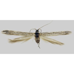 /filer/webapps/moths/media/images/A/ausensis_Coleophora_HT_BMNH.jpg