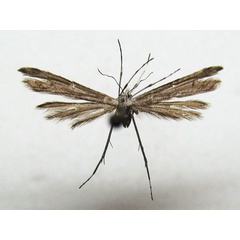 /filer/webapps/moths/media/images/S/swynnertoni_Platyptilia_HT_BMNH.jpg