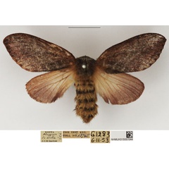 /filer/webapps/moths/media/images/J/jamiesoni_Eutricha_AF_NHMUK.jpg