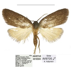 /filer/webapps/moths/media/images/O/obscura_Spatulosia_HT_ANHRT.jpg