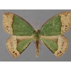 /filer/webapps/moths/media/images/A/aequisecta_Chlorodrepana_A_ZSM_01.jpg