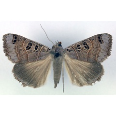 /filer/webapps/moths/media/images/C/cancellata_Ophiusa_AF_RMCA.jpg