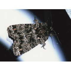 /filer/webapps/moths/media/images/L/latreilli_Callopistria_A_Roland_10.jpg