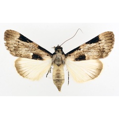 /filer/webapps/moths/media/images/S/subligata_Audea_AF_TMSA_01.jpg