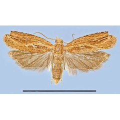 /filer/webapps/moths/media/images/F/falcata_Dasodis_PTF_MRSN.jpg