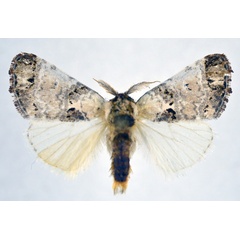 /filer/webapps/moths/media/images/P/plumitarsus_Polelassothys_AM_NHMO.jpg