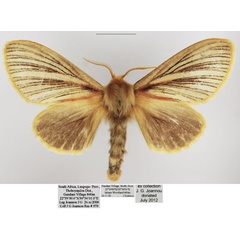 /filer/webapps/moths/media/images/N/nigrolineata_Grammodora_AF_TMSA.jpg