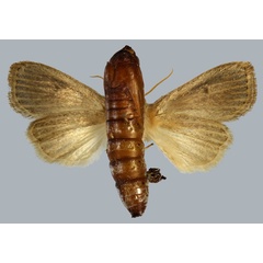 /filer/webapps/moths/media/images/F/firmata_Sesamia_HT_MNHNb.jpg