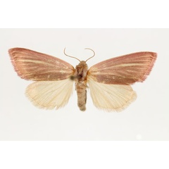 /filer/webapps/moths/media/images/T/transvaalica_Masalia_AF_RMCA.jpg