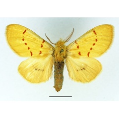 /filer/webapps/moths/media/images/C/croceipuncta_Antheua_AM_Basquin_01.jpg