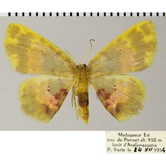 /filer/webapps/moths/media/images/P/phanoptica_Chrysocraspeda_AF_ZSM.jpg