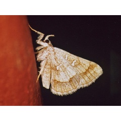 /filer/webapps/moths/media/images/V/vicaria_Egnasia_A_Roland.jpg