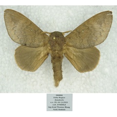 /filer/webapps/moths/media/images/C/custodita_Pachymetana_AM_Stroehle.jpg