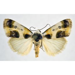 /filer/webapps/moths/media/images/N/natalis_Acontia_AM_NHMO.jpg