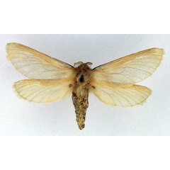 /filer/webapps/moths/media/images/A/auratilis_Gorgopis_AF_TMSA.jpg