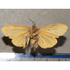 /filer/webapps/moths/media/images/O/occidens_Spilosoma_AF_Goffb_01.jpg