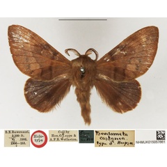 /filer/webapps/moths/media/images/C/castanea_Pseudometa_HT_NHMUK.jpg