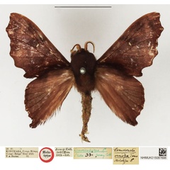 /filer/webapps/moths/media/images/O/oinopa_Pseudometa_HT_NHMUK.jpg