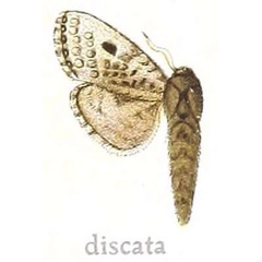/filer/webapps/moths/media/images/D/discata_Salagena_HT_NHMUK.jpg