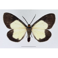 /filer/webapps/moths/media/images/C/circumcincta_Terina_AM_TMSA_01.jpg