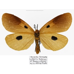 /filer/webapps/moths/media/images/I/imparepunctata_Calpoparia_AM_Basquin.jpg